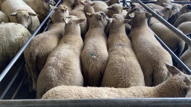 Sheep trade: Prices steady after Easter
