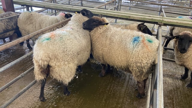 Cull ewes the pick of the bunch at marts this week
