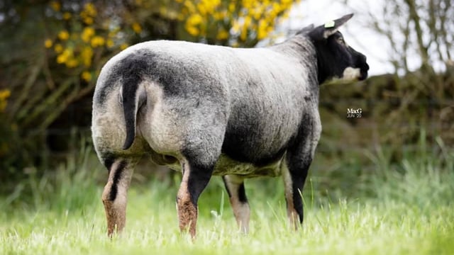 Summer Spectacular sheep sale set for Tullow Mart on Monday