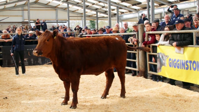 Red Angus heifer takes top price at Gigginstown sale