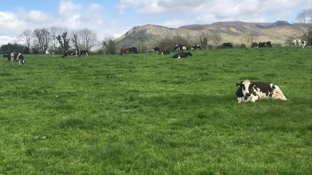 Dairy Focus: 'I was lucky I got the opportunity to do what I did'