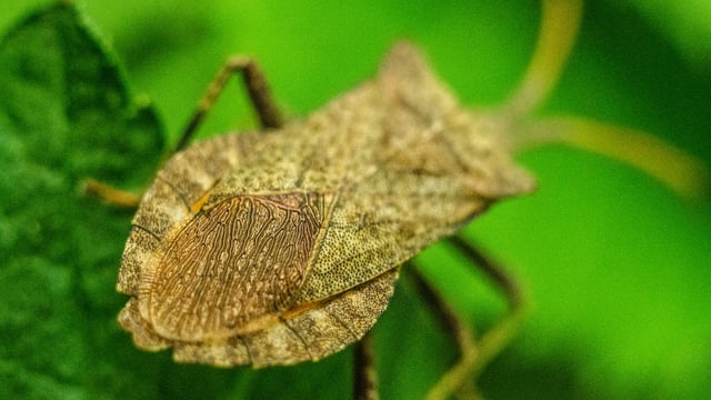 Intensive agriculture and rising temps causing significant insect reduction