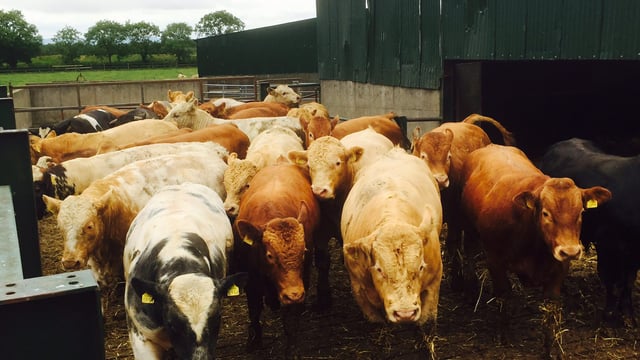 Factory quotes: Bull beef hits €5/kg as cow price rises also