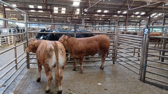 Cattle buyers confident on the beef trade at Enniscorthy Mart