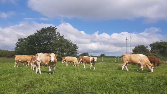 IBLA questions Bord Bia SBLAS requirement for PGI beef