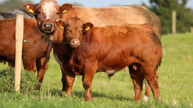 What will be discussed at the Teagasc Beef Open Day?