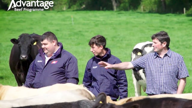Video: Suckler farmer adding €8,000/year to his cattle sales