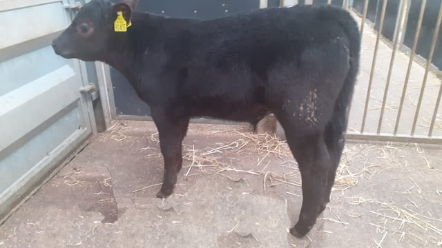 Calf trade: High numbers at Waterford Ross Mart