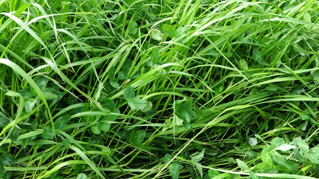 Managing new clover swards on dairy farms
