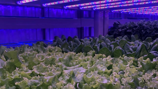 Vertical farming company among finalists for National Enterprise Awards