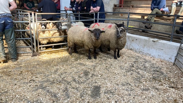 Hogget trade remains largely steady at marts as supplies tighten