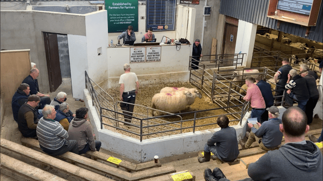 Pics and prices: Spring lambs top €174/head at Cahir Mart