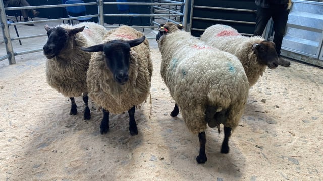 Take advantage of the strong trade for cull ewes