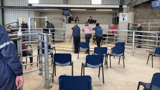 Pics and prices: Small number of spring lambs make up to €176 at Blessington
