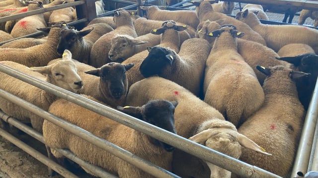 Spring lambs at marts: Strong demand and steady prices