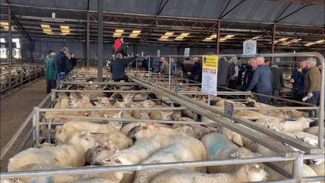 Pics and prices: Steady trade for spring lambs at Athenry