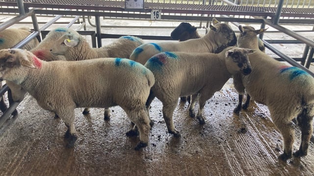 Sheep kill: Spring lamb throughput continues to march forward