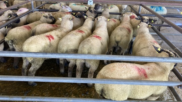 Sheep trade: Sharper start to the week, as the lamb trade strengthens