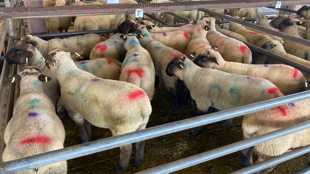 Sheep trade: Prices holding steady still