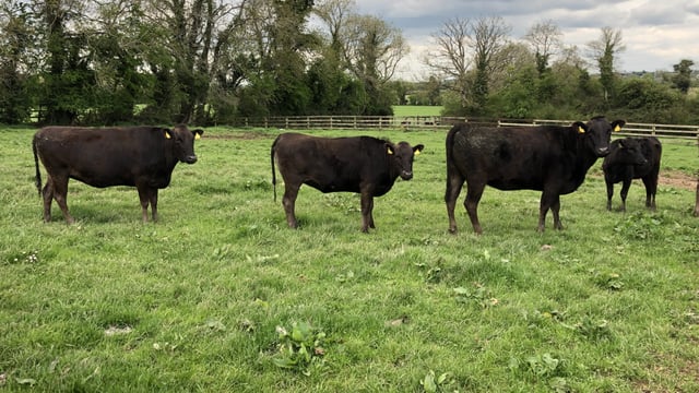 Beef Focus: 40-cow Wagyu breeder to host 'unique' reduction sale