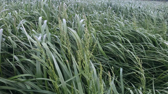 Silage 2022: Tricky weather sees slow start to first cut