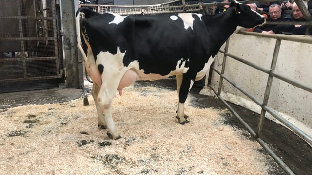 Prices reach 3,900gns at Boliesgreat dairy sale