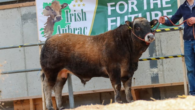 Aubrac society sale sees a solid trade at Tullamore Mart