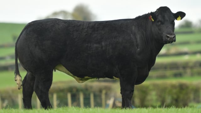 In-calf blue heifer sells for €11,900 at Jalex on-farm sale