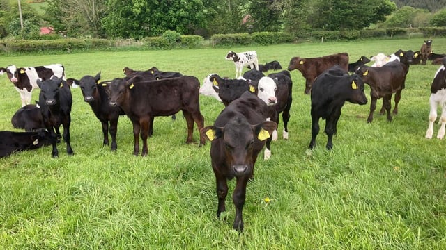 ABP Demo Farm: 160 calves weaned and out to grass