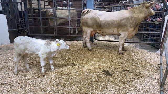 Cow-calf pairings sell to €7,400 at Carnaross Mart