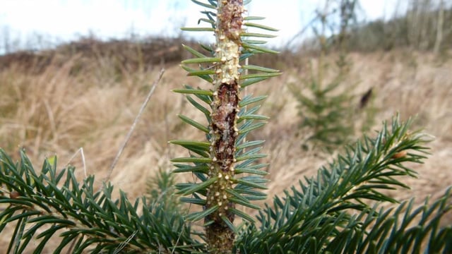 50% of young trees on untreated sites killed by pine weevil