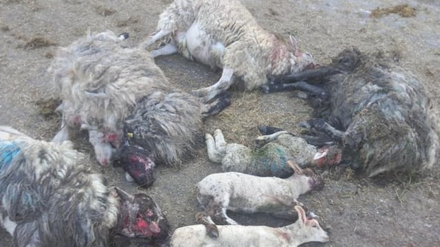 Lambs and ewes killed in dog attack on Limerick sheep farm