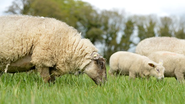 DAFM happy to 'engage' to develop sheep milk market