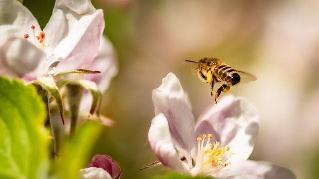 Research: Bee diversity needed to maintain crop pollination
