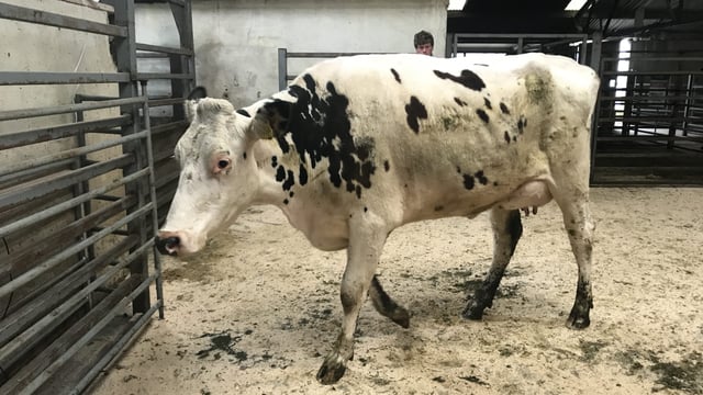 Demand back for cows in milk at Carnew dairy sale