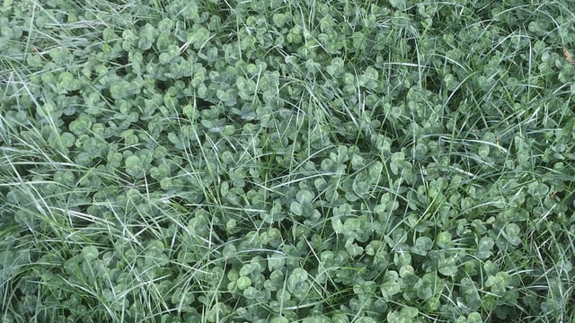 Sowing white clover: Advice for beef and sheep farms