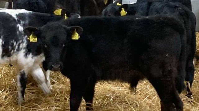 Gardaí investigating eight stolen calves in Roscommon