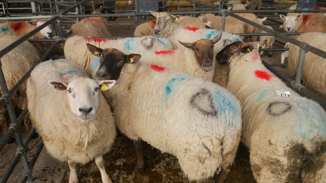 Mart update: Heavy cull ewes still the pick of the trade