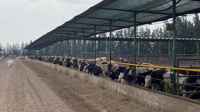 Bord Bia visits Morocco to explore cattle export options