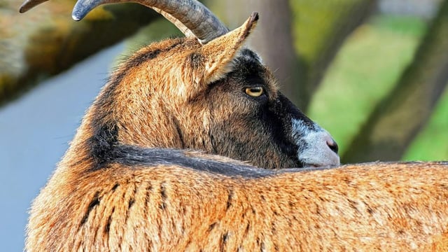 Video: Call to relocate wild goats after damaging silage fields and accidents