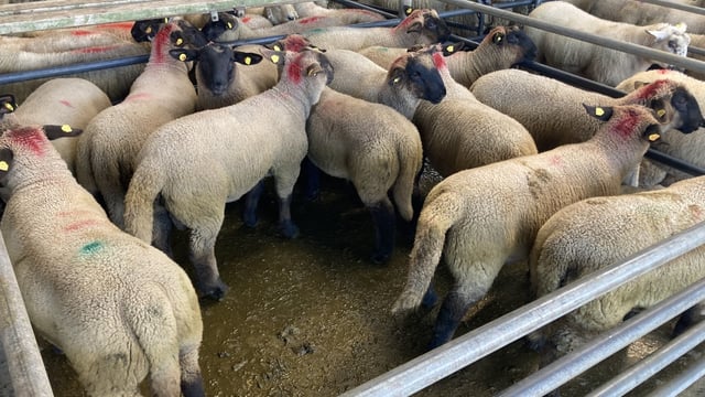 Sheep trade: Lamb prices steady coming into this week