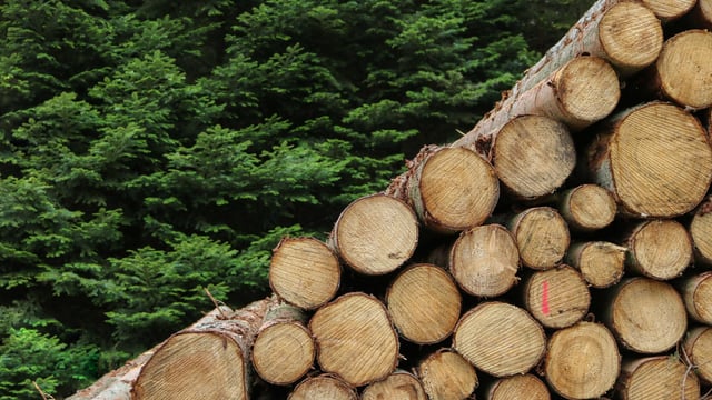 The benefits of wood fuels highlighted in new video