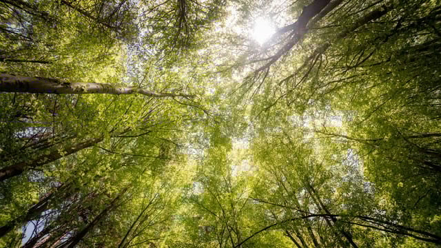 Forestry licensing remains 'major issue' impacting hurley makers - TD