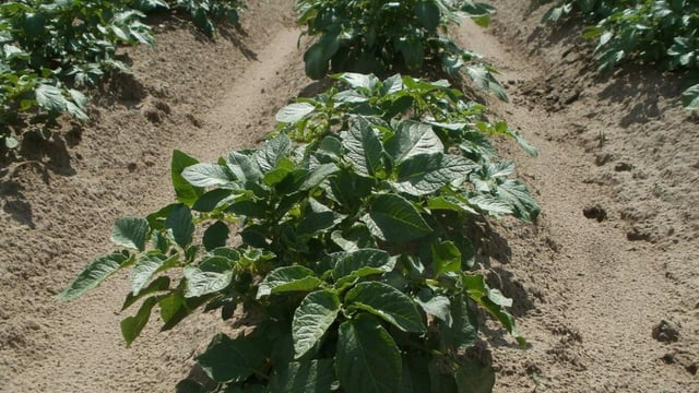 Met Éireann: Potato blight advisory currently in place