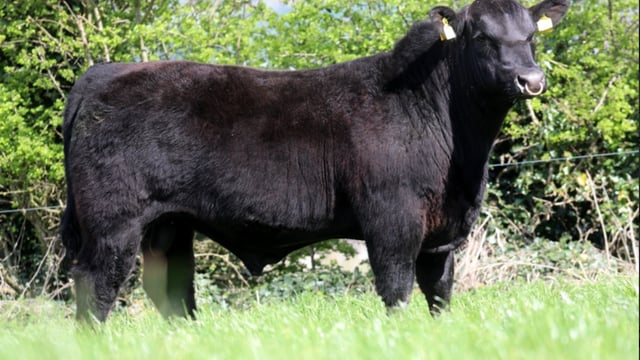 Lisduff Angus bull sale sees sale average price of €3,900
