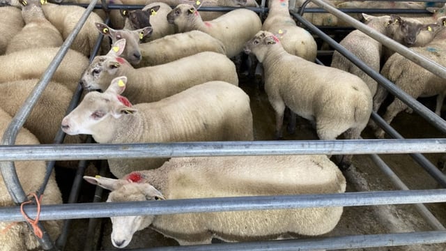 Sheep trade: Lamb prices fall by as much as 30c/kg on this time last week