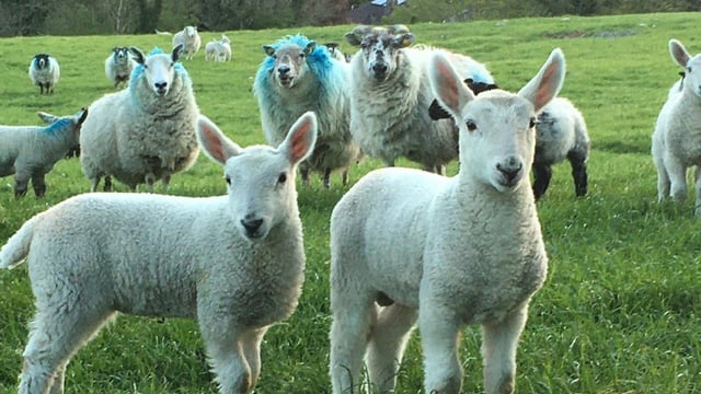 Cooley Sheep Breeders inaugural ewe and lamb sale set for this weekend