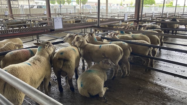 Pics and prices: Spring lambs top €175/head in Roscommon