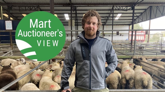 'Spring lambs an improved trade with demand strong across the board'