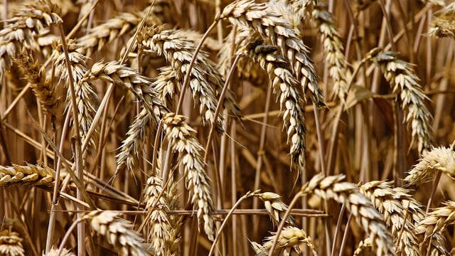 'Killer gene’ opens new front in battle against fungal disease in cereals